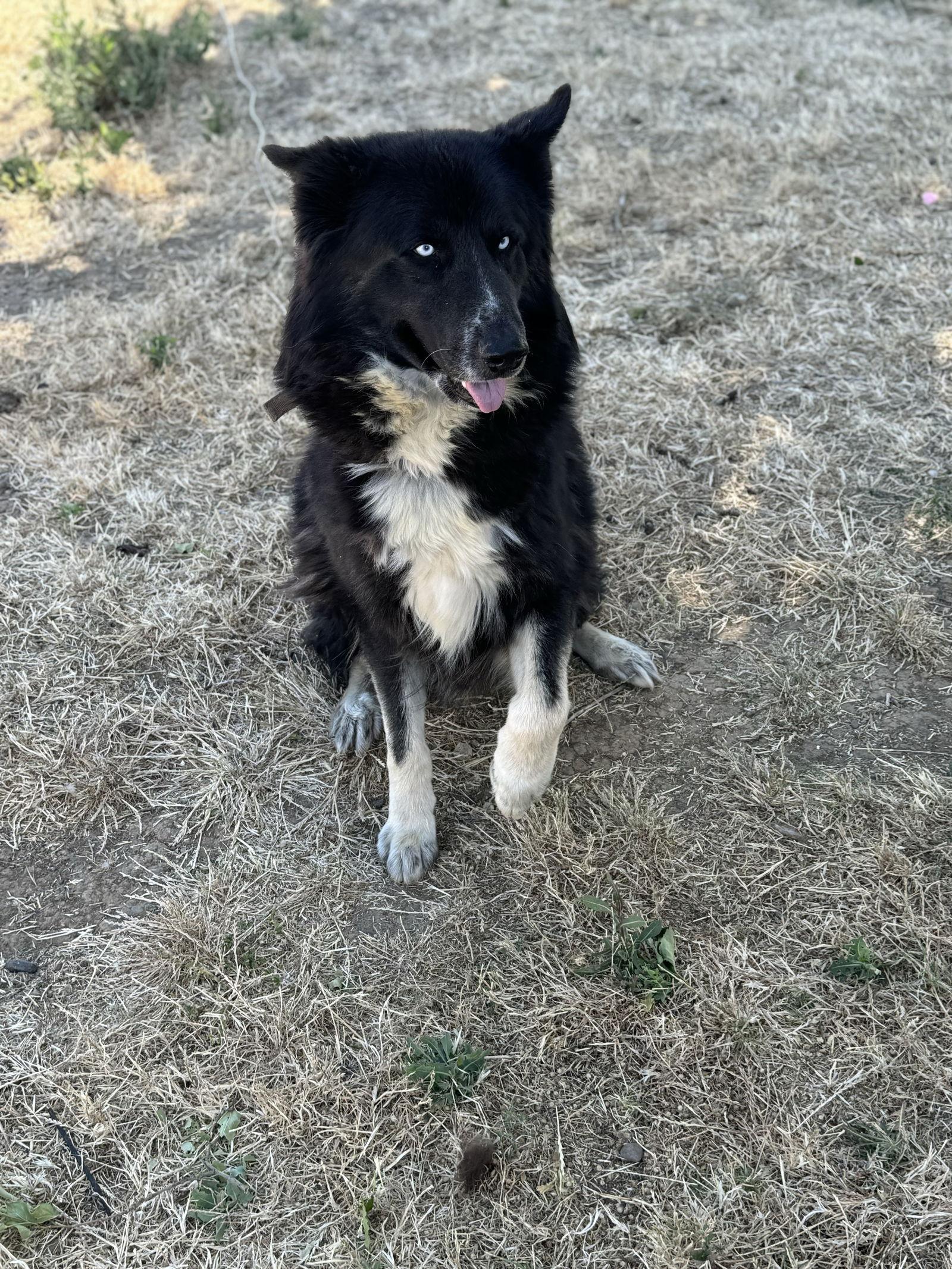 Enlarge Loki, a Adoptable mixed breed in Woodland, CA image 2/3