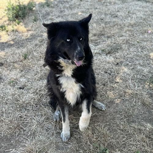 Loki
