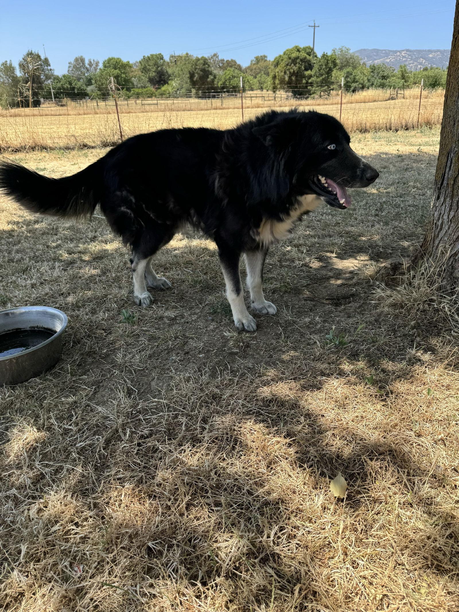 Enlarge Loki, a Adoptable mixed breed in Woodland, CA image 3/3