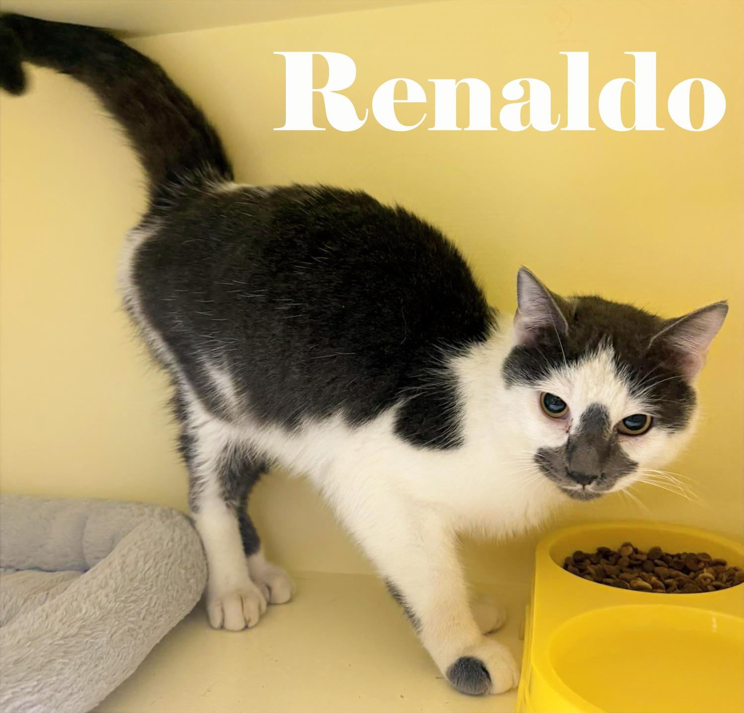 Enlarge Renaldo, an adopted Domestic Short Hair in Shawnigan Lake, BC image 2/2