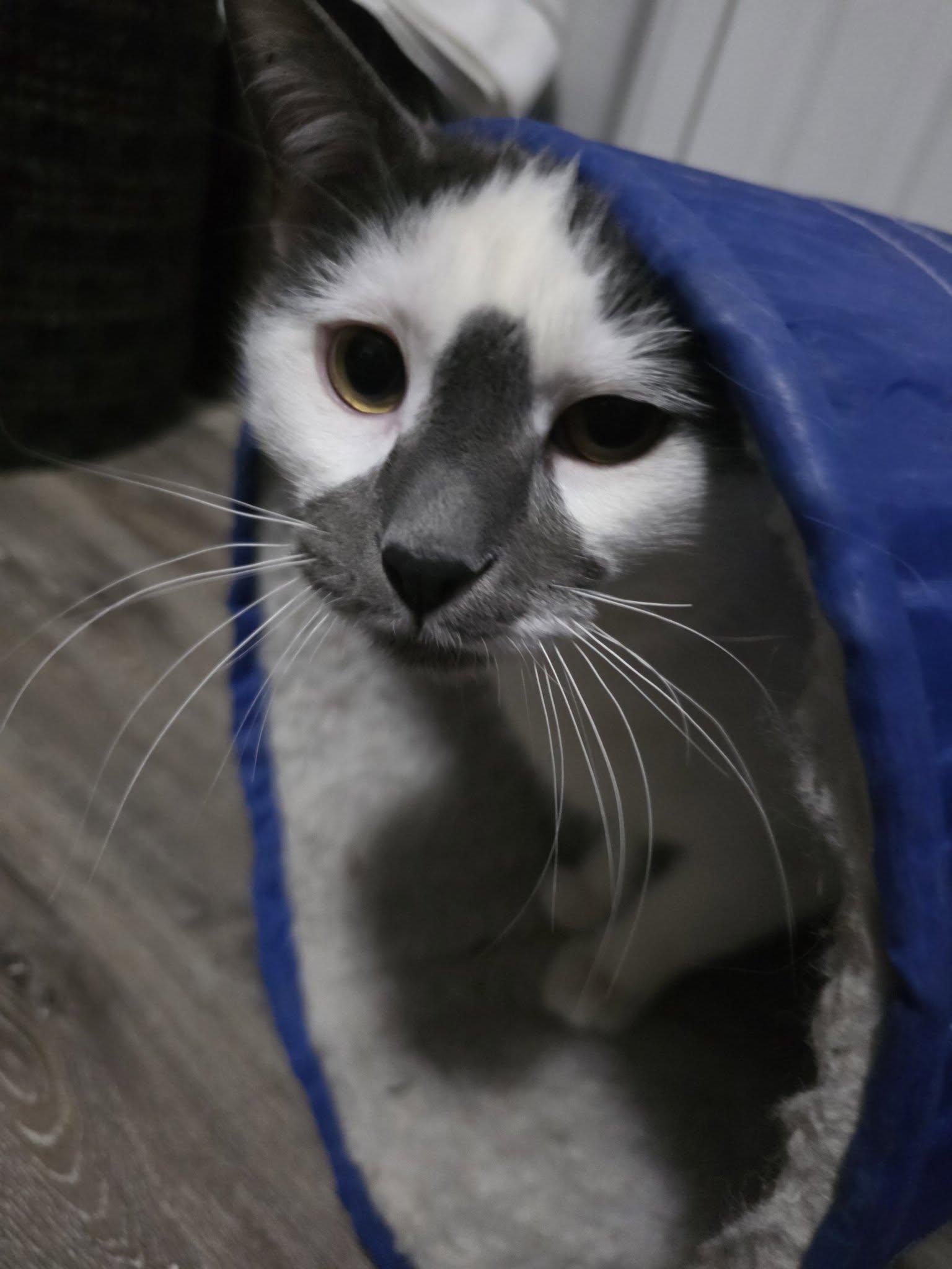 Enlarge Renaldo, an adopted Domestic Short Hair in Shawnigan Lake, BC image 1/2