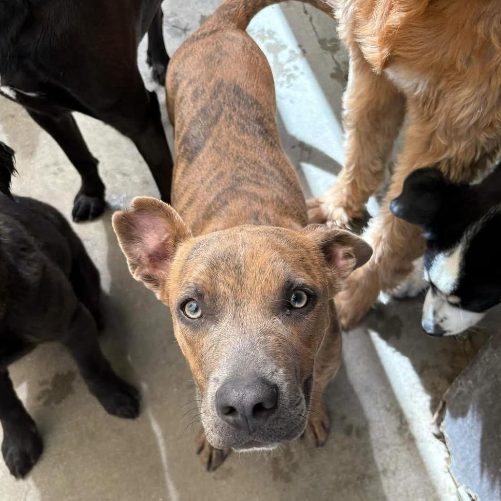 Gill, Adoptable, Young Male Pit Bull Terrier.