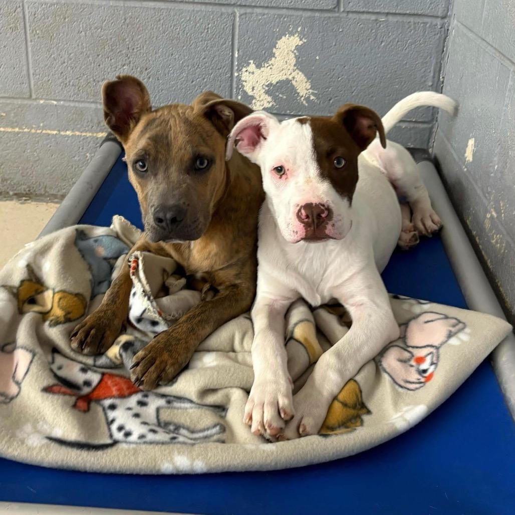 Gill, Adoptable, Young Male Pit Bull Terrier.