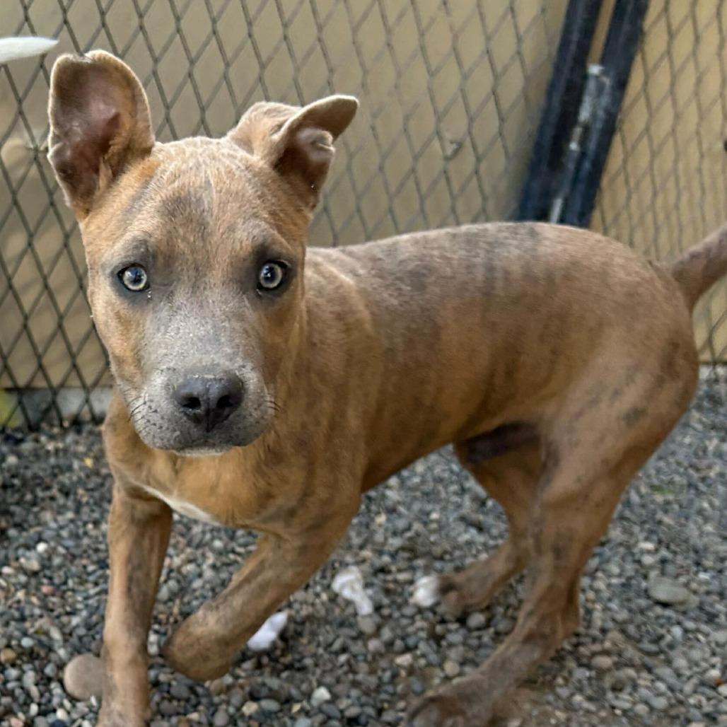 Gill, a Adoptable Pit Bull Terrier in Grand Junction, CO image 3/3