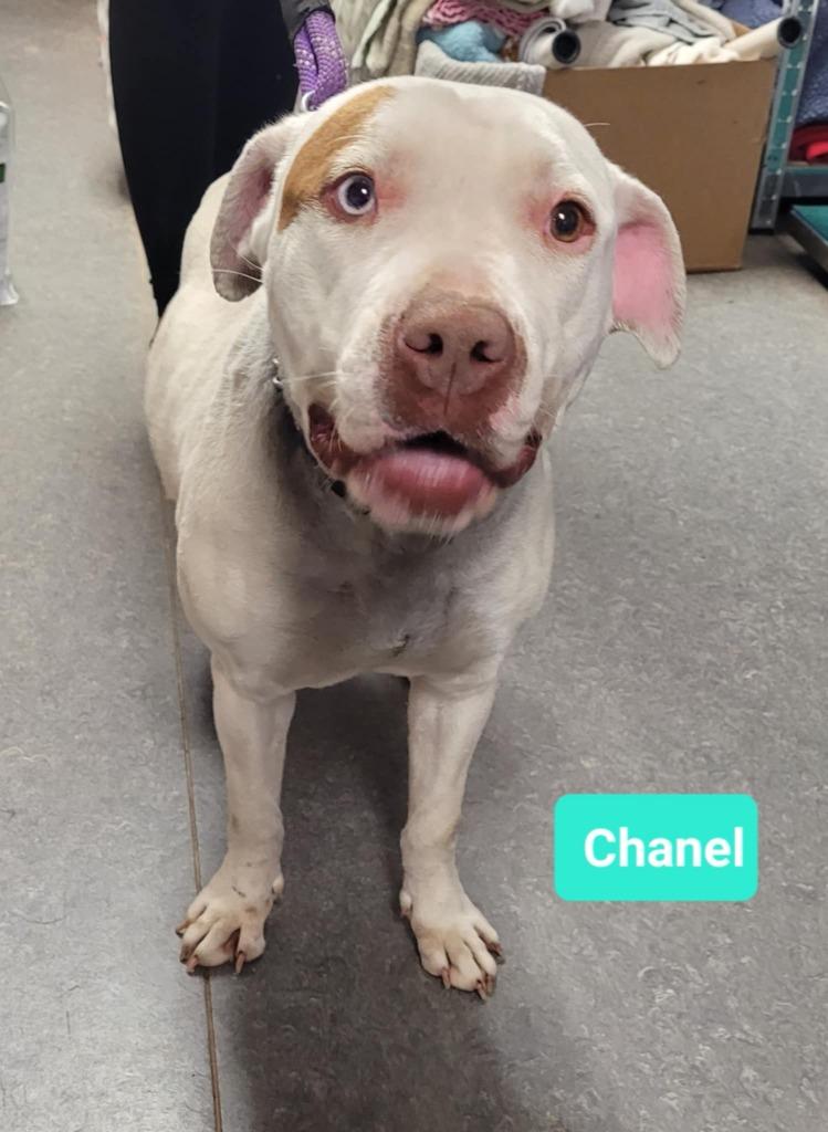 Chanel, Adoptable, Adult Female American Staffordshire Terrier.