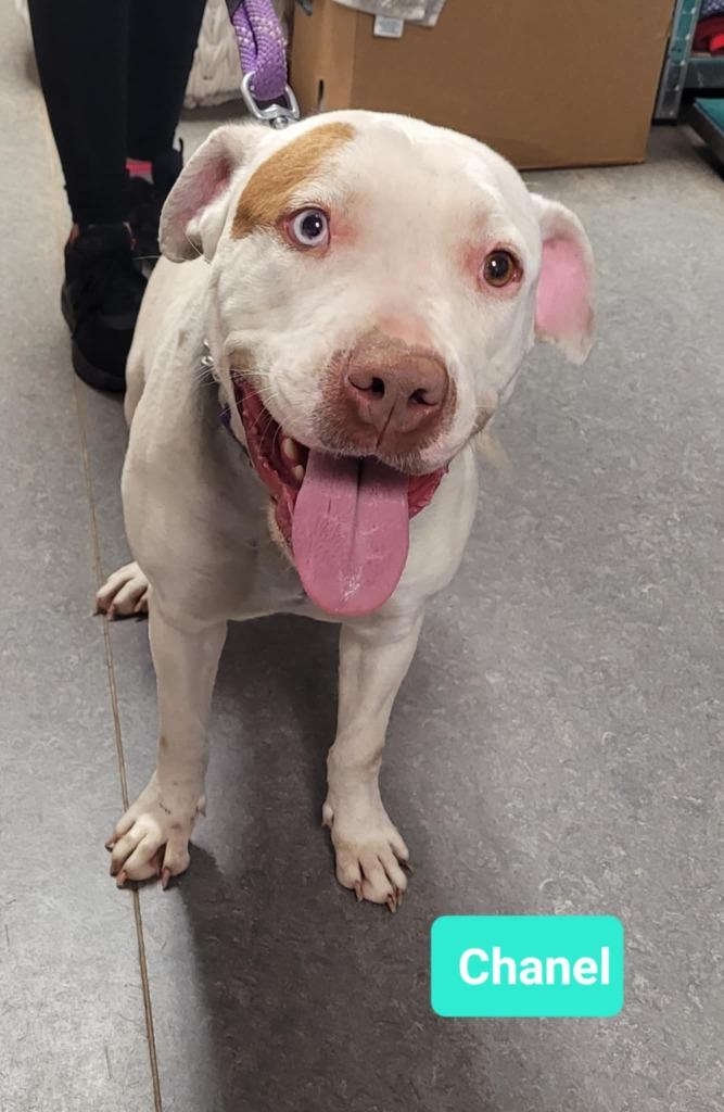 Enlarge Chanel, a Adoptable mixed breed in Richmond, IN image 2/3
