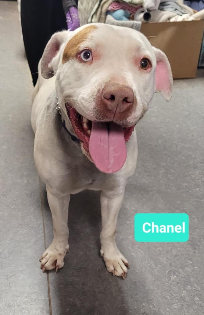 Enlarge Chanel, a Adoptable mixed breed in Richmond, IN image 3/3