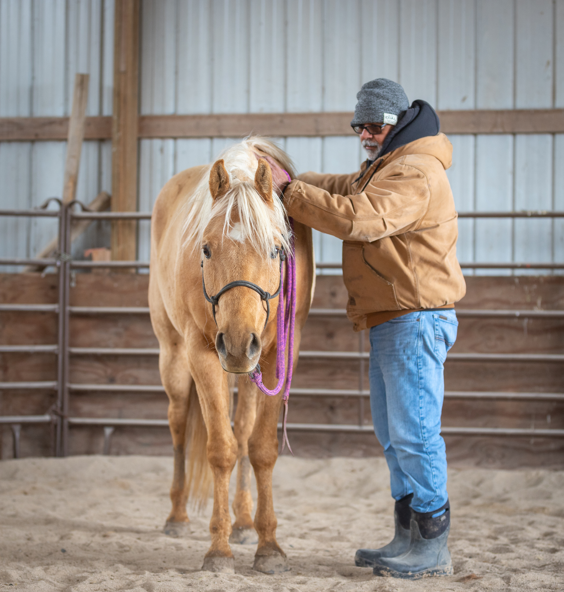 Wyatt, Adopted, Adult Male Palomino.