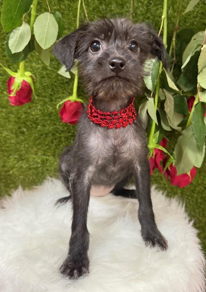 Roo, a Adoptable mixed breed in Anderson, CA image 1/3