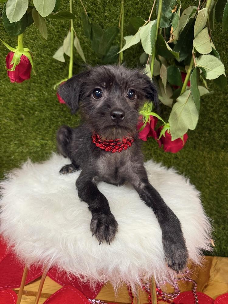 Roo, a Adoptable mixed breed in Anderson, CA image 2/3