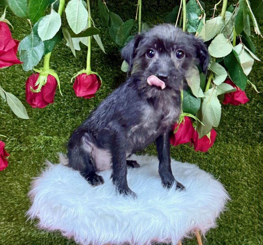 Roo, a Adoptable mixed breed in Anderson, CA image 3/3