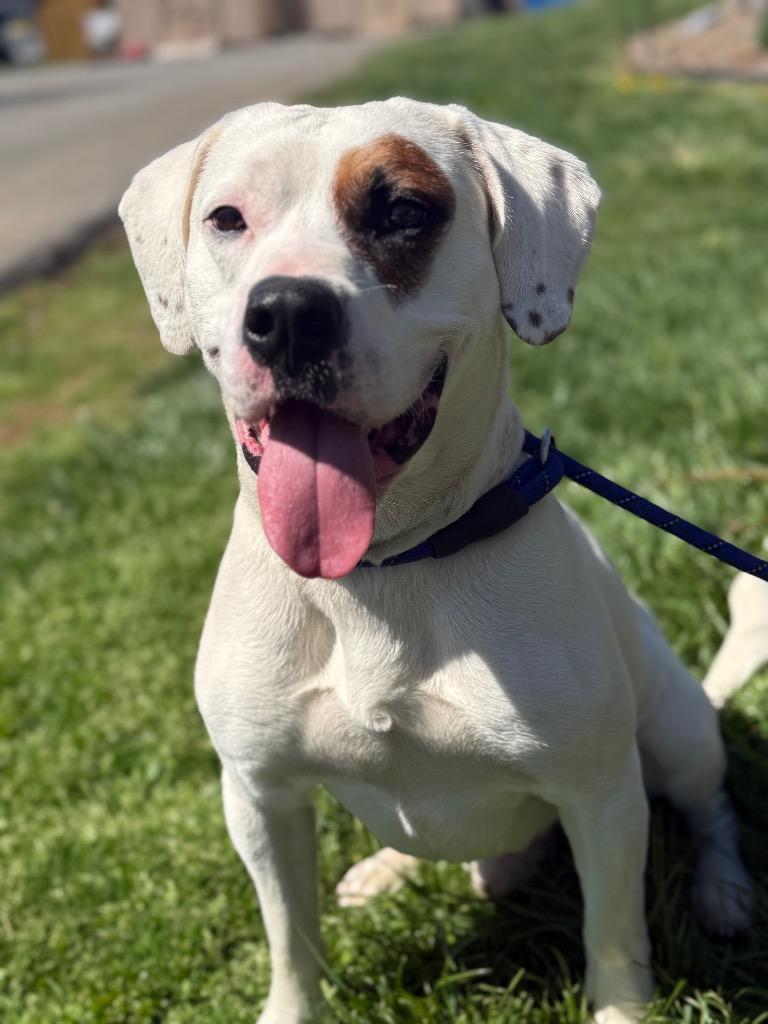 Patch, Adoptable, Adult Male American Bulldog & Mixed Breed.
