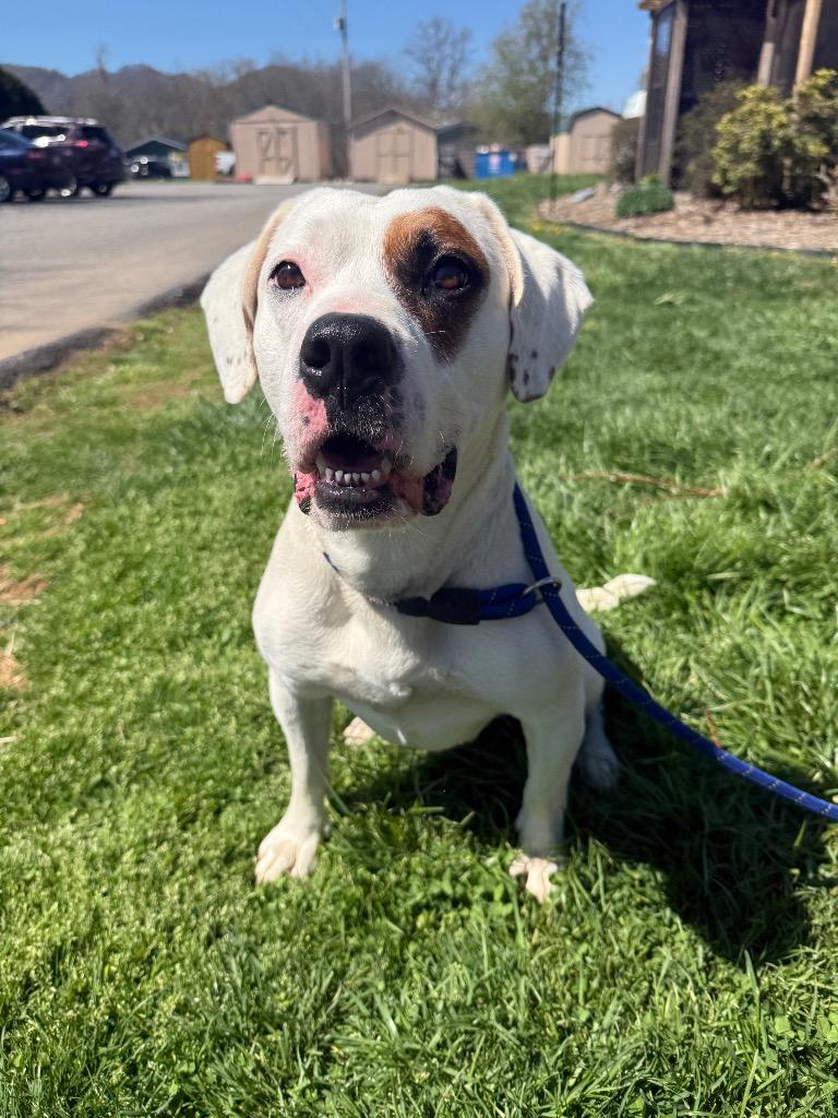 Enlarge Patch, a Adoptable mixed breed in Burnsville, NC image 2/5