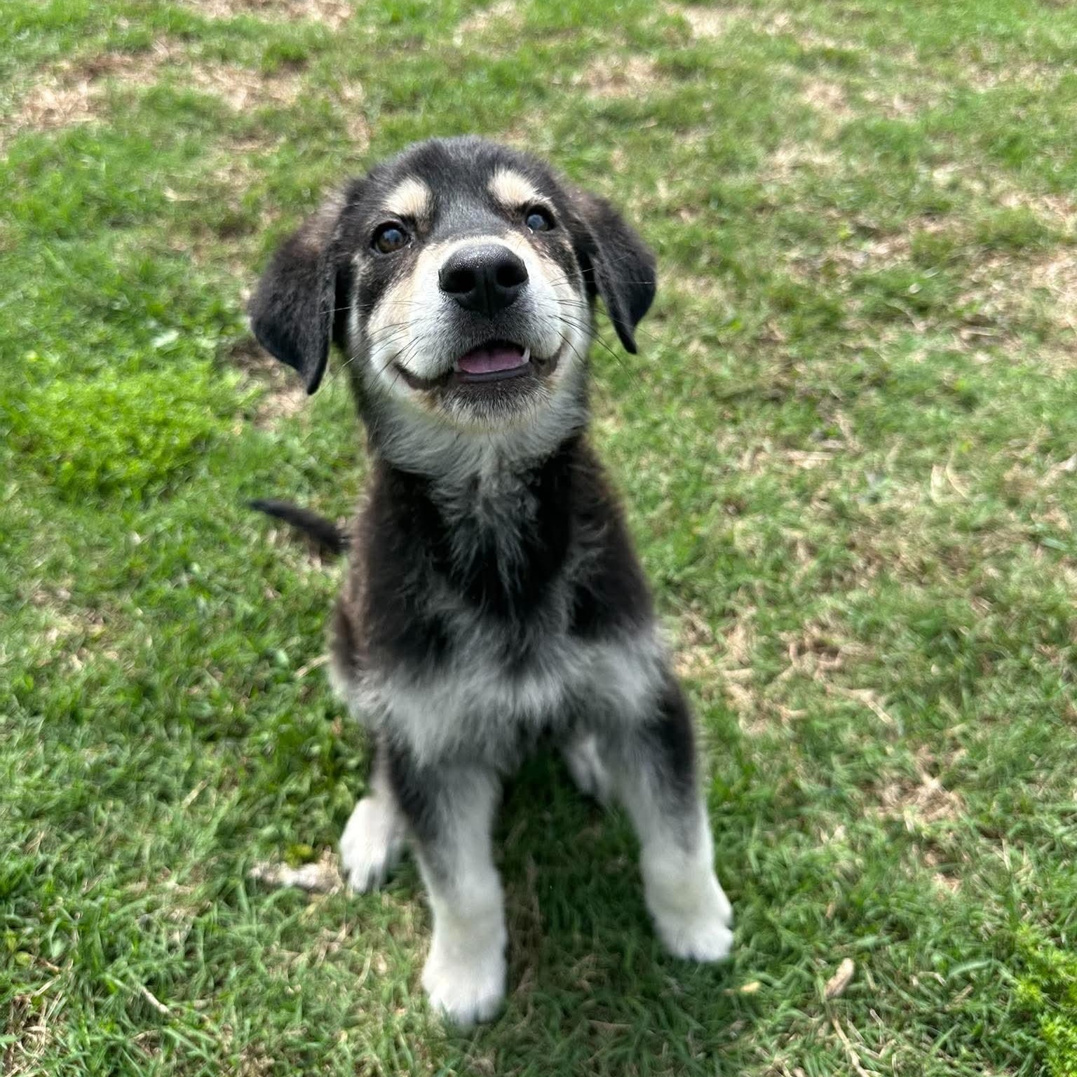 Moby, a ADOPTABLE mixed breed in Wando, SC image 3/3