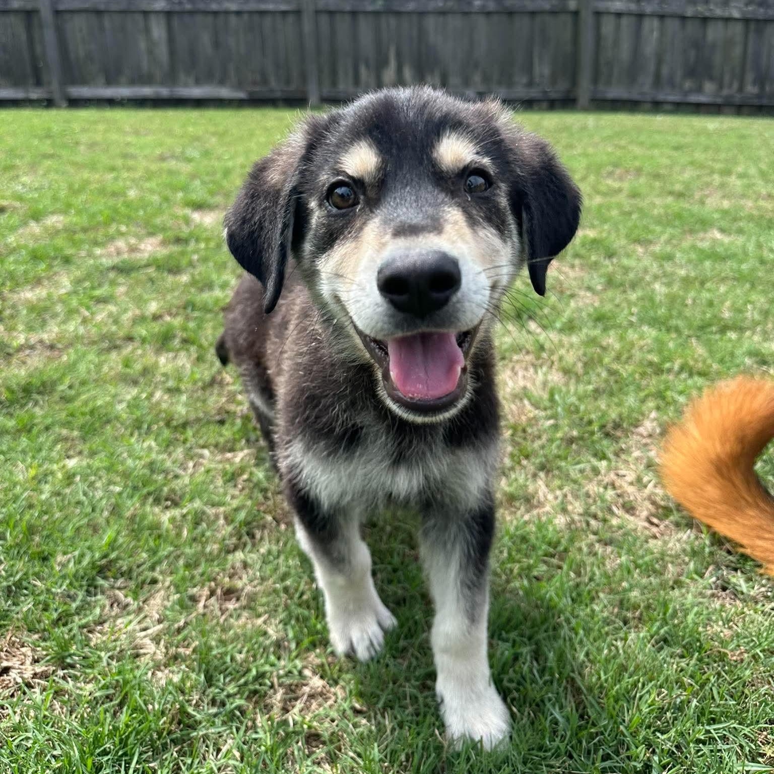 Moby, a ADOPTABLE mixed breed in Wando, SC image 1/3