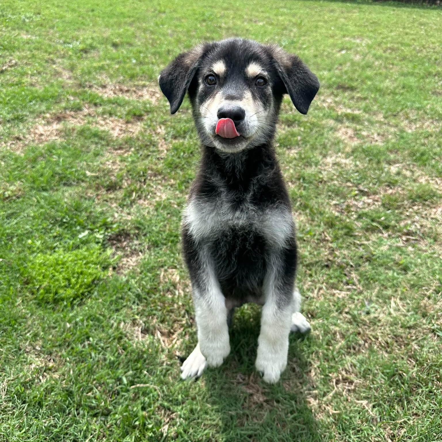 Moby, a ADOPTABLE mixed breed in Wando, SC image 2/3