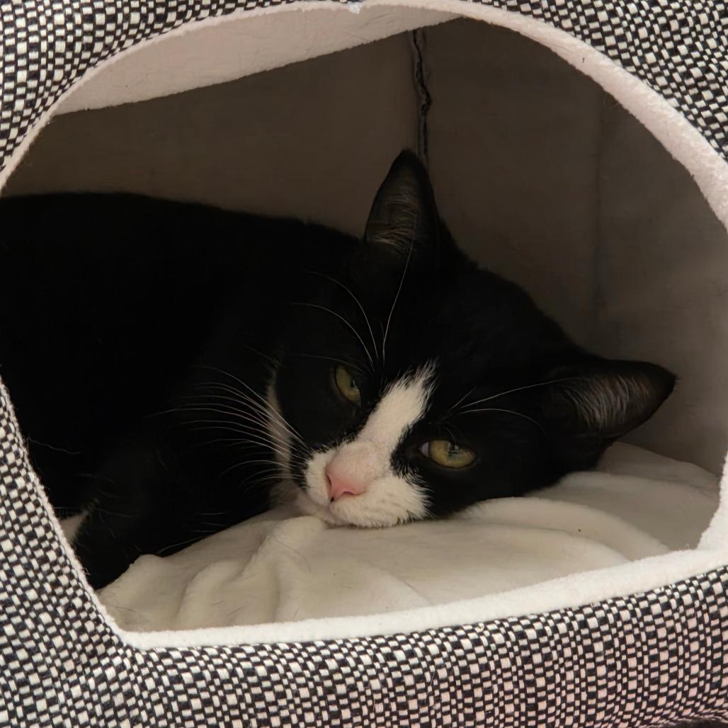 Brittany, Adoptable, Kitten Female Domestic Short Hair.