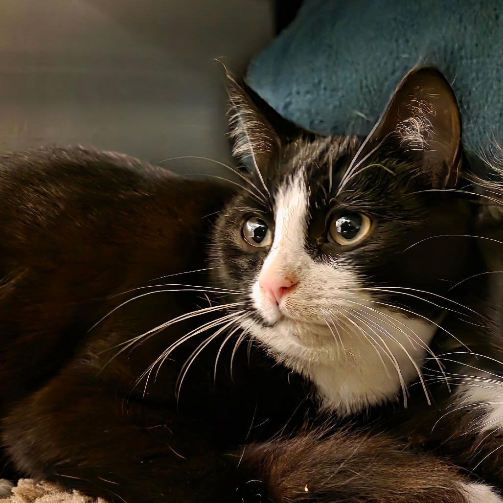 Brittany, Adoptable, Kitten Female Domestic Short Hair.