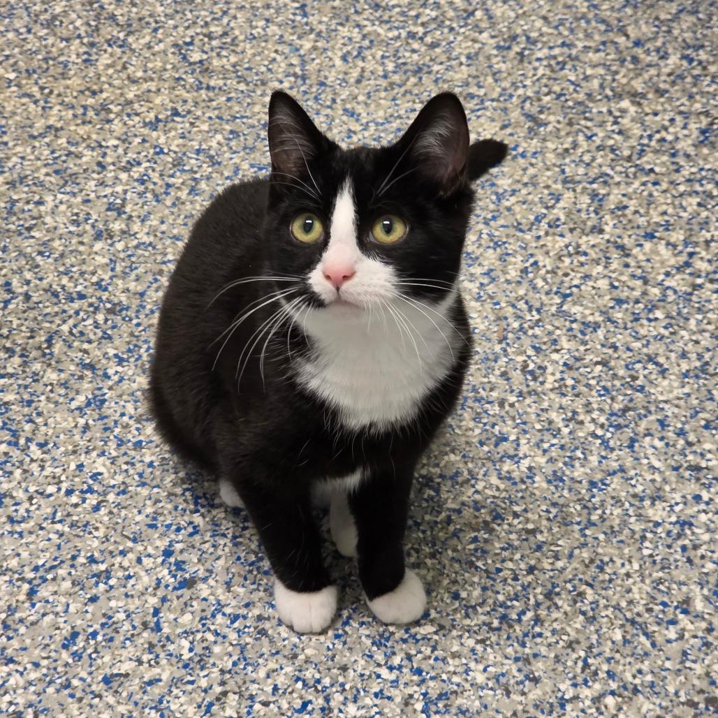 Brittany, Adoptable, Kitten Female Domestic Short Hair.