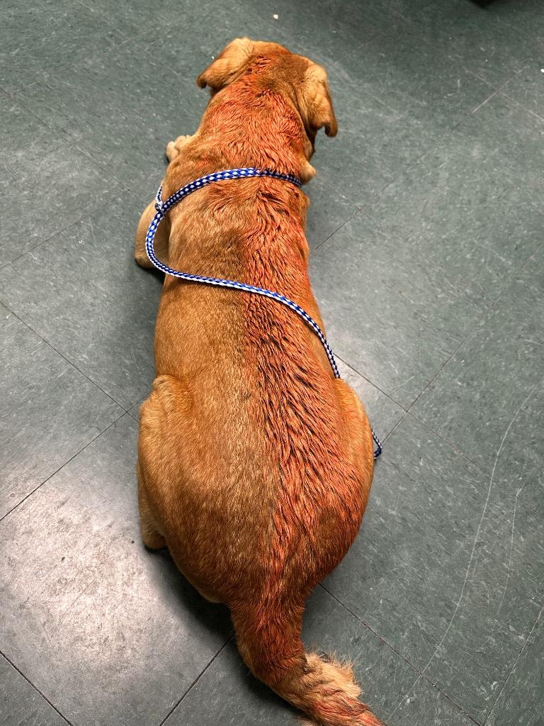 Baylor, Adoptable, Adult Female Mixed Breed.