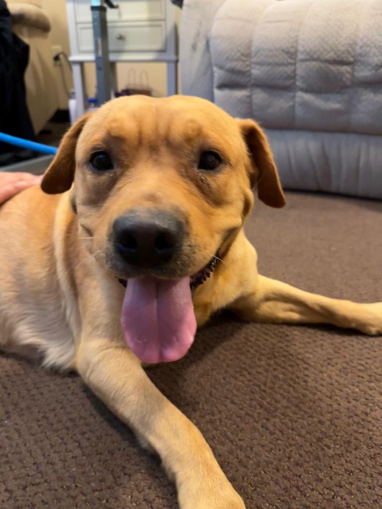 Enlarge Baylor, a Adoptable Mixed Breed in Jonesboro, AR image 2/6