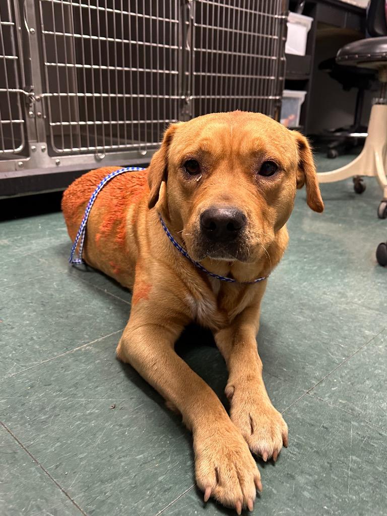 Enlarge Baylor, a Adoptable Mixed Breed in Jonesboro, AR image 3/6