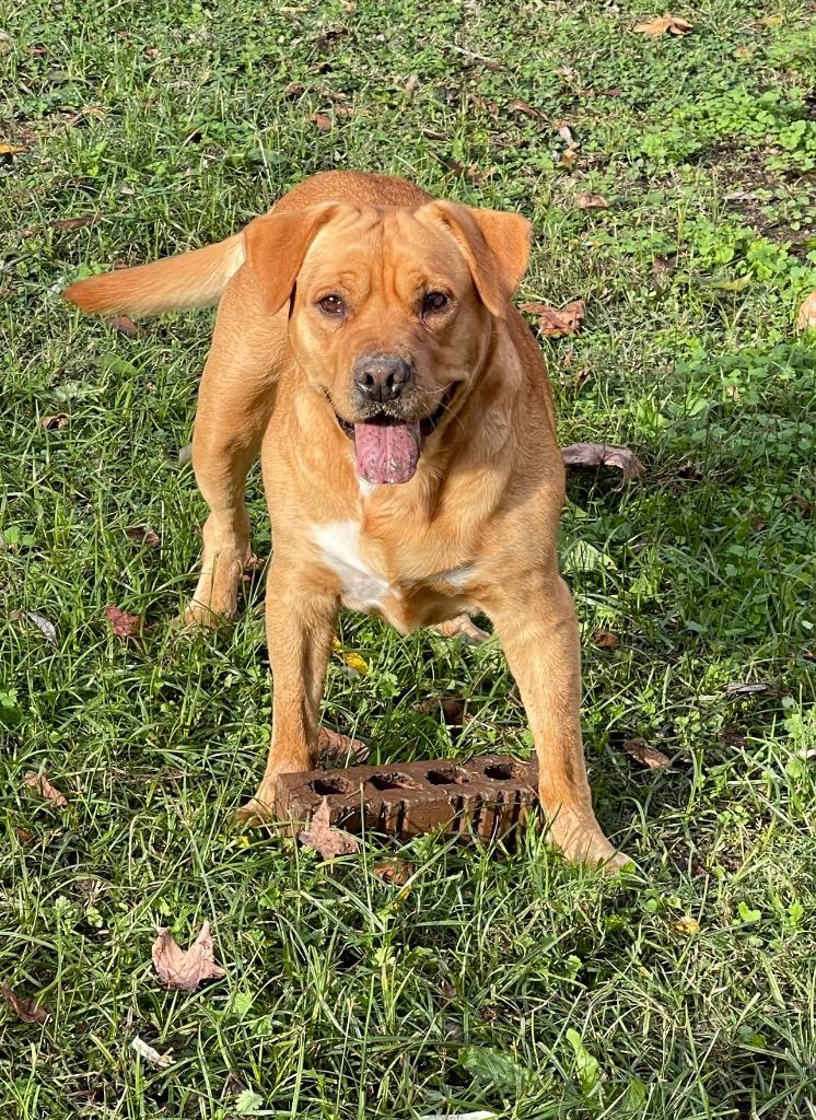 Enlarge Baylor, a Adoptable Mixed Breed in Jonesboro, AR image 5/6
