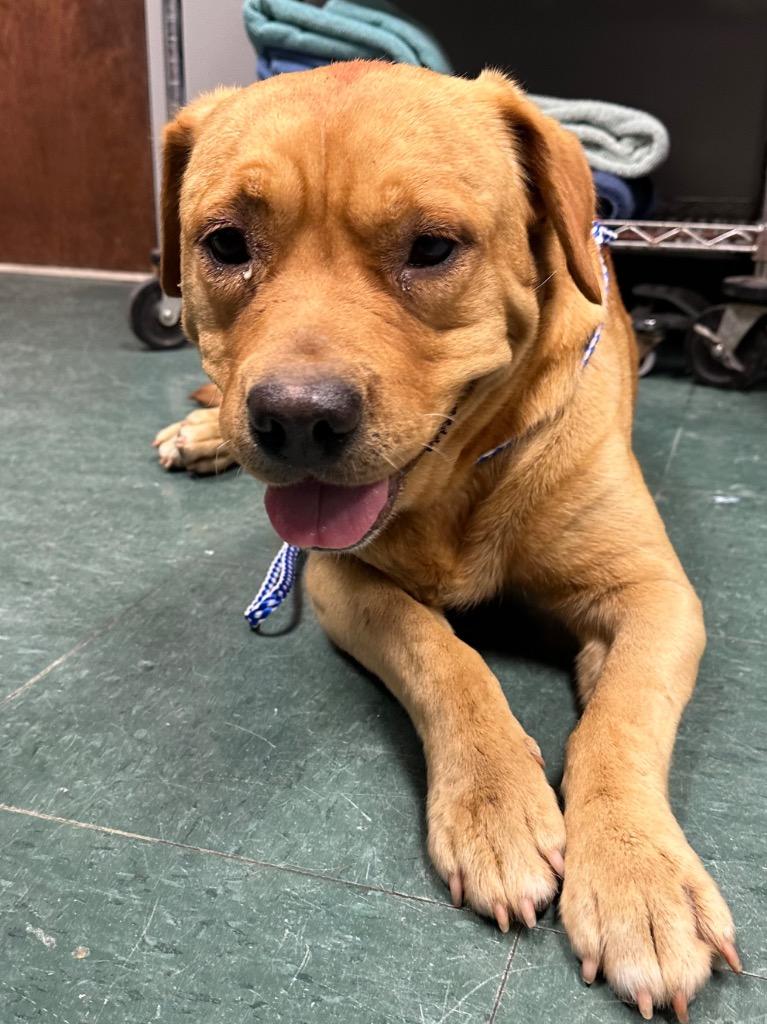 Enlarge Baylor, a Adoptable Mixed Breed in Jonesboro, AR image 4/6