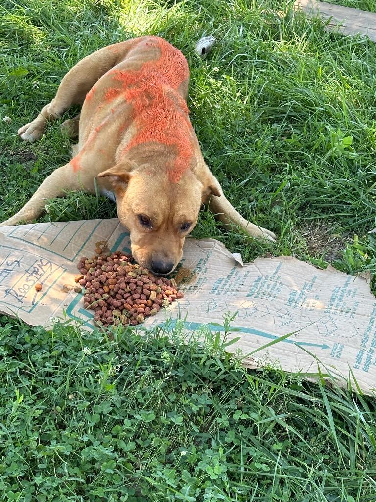 Enlarge Baylor, a Adoptable Mixed Breed in Jonesboro, AR image 6/6