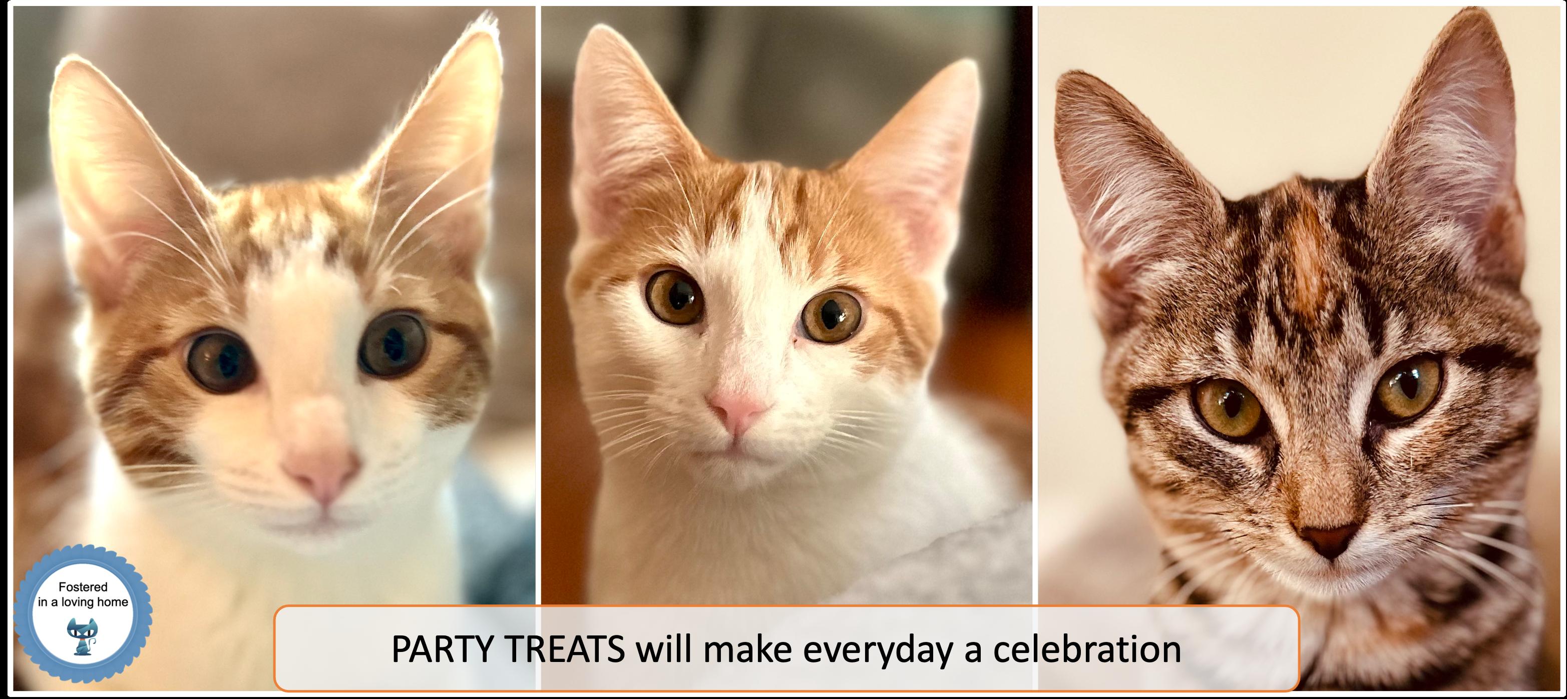 Party Treats Kittens
