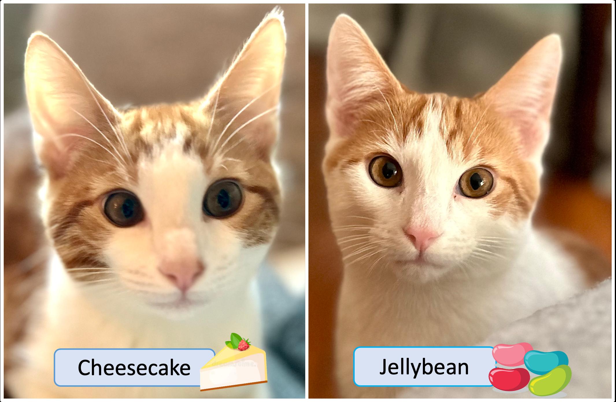 Enlarge Party Treats Kittens, a Adoptable Torbie in Cincinnati, OH image 1/3