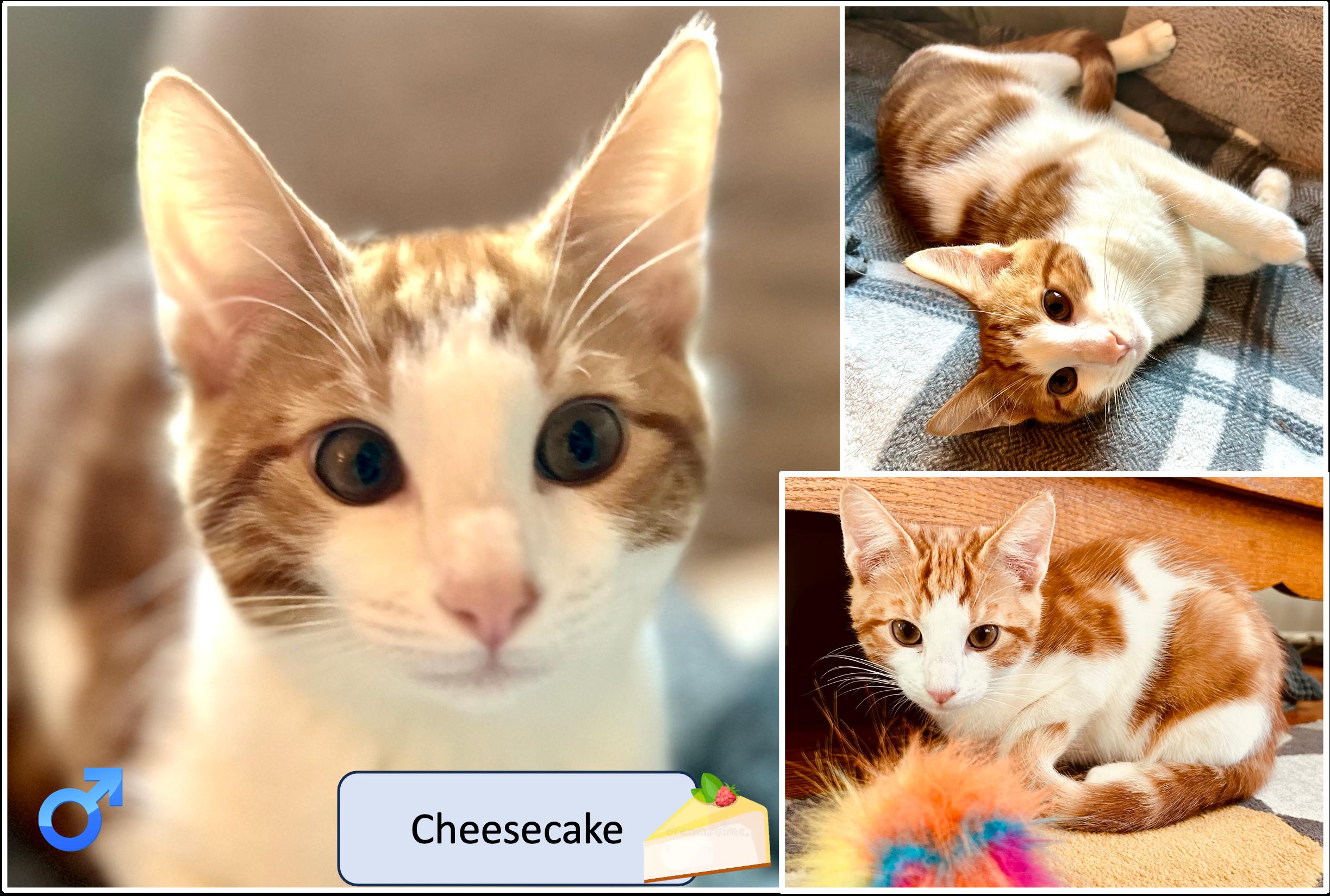 Party Treats Kittens