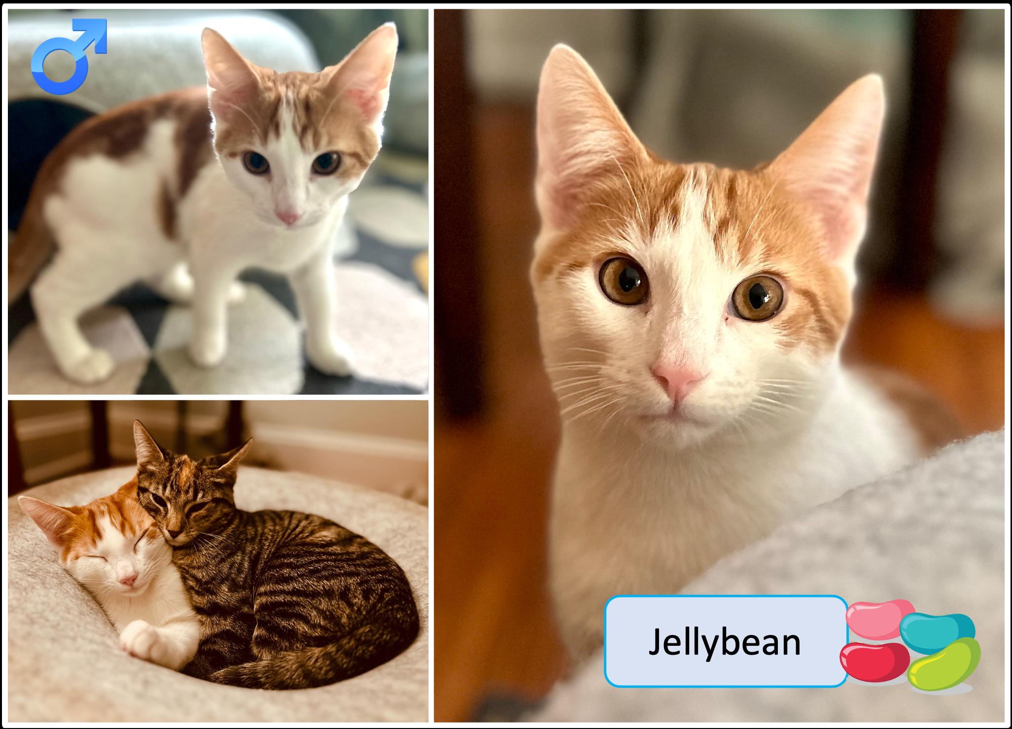 Enlarge Party Treats Kittens, a Adoptable Torbie in Cincinnati, OH image 2/3