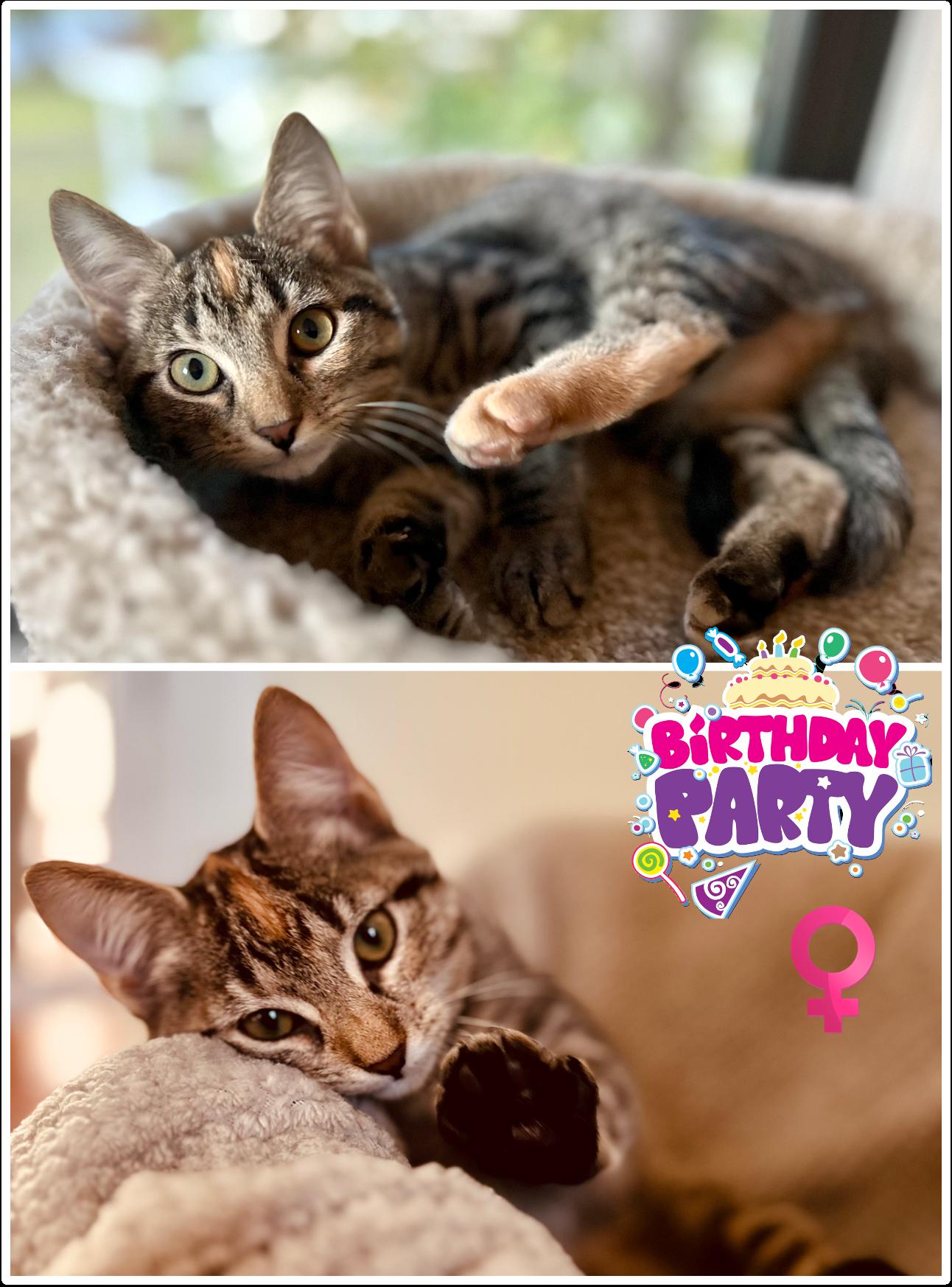 Party Treats Kittens