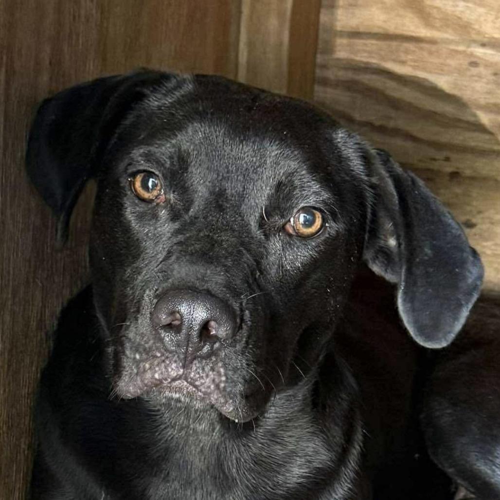 Enlarge Gidget (Sage), a Adoptable mixed breed in Jacksonville, FL image 1/2