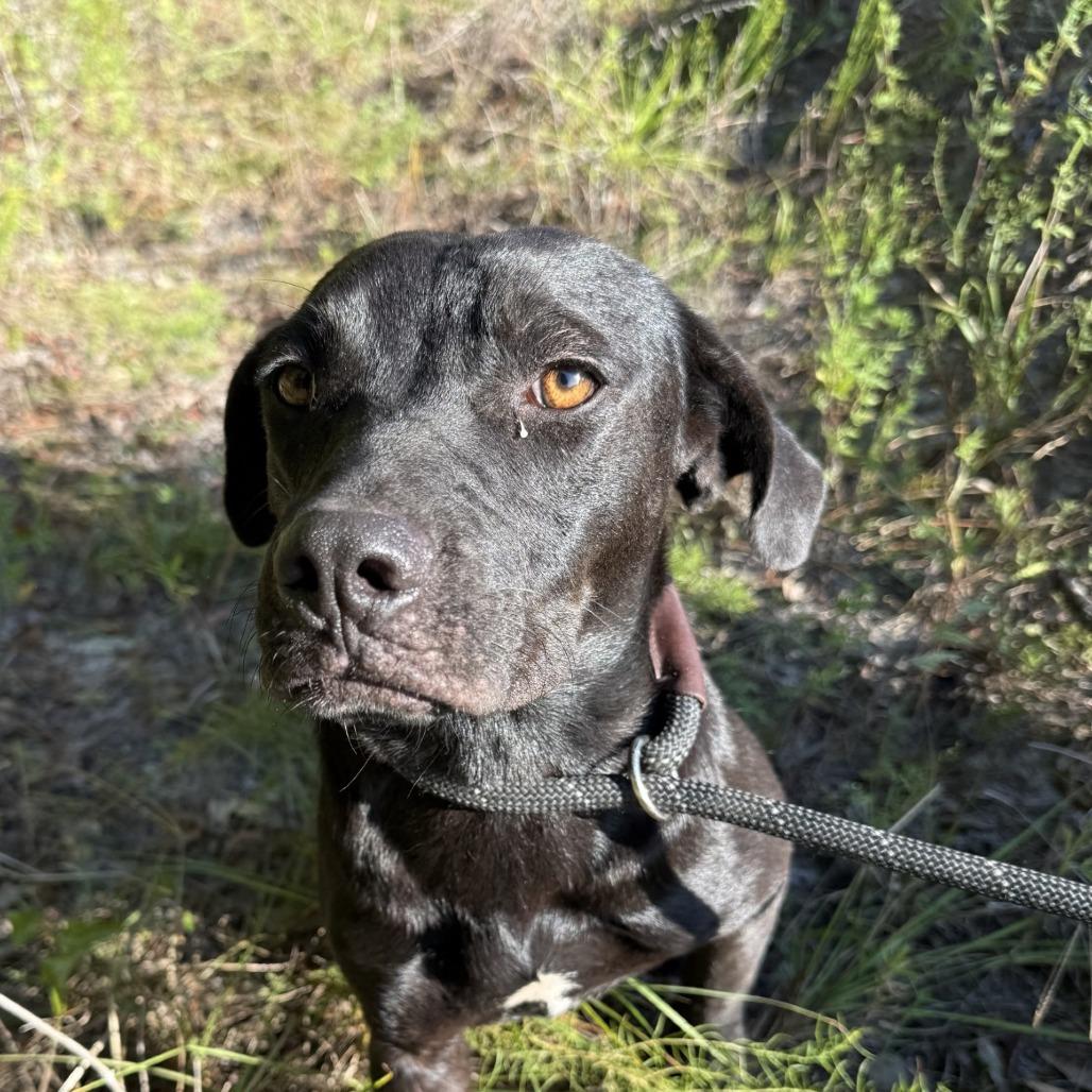 Enlarge Gidget (Sage), a Adoptable mixed breed in Jacksonville, FL image 2/2