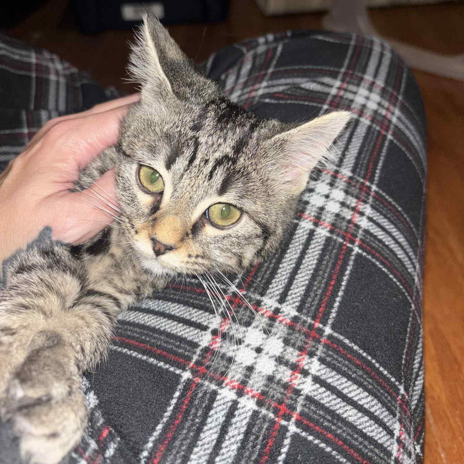 MISTY, a Adoptable Tabby in Fletcher, OK image 4/4