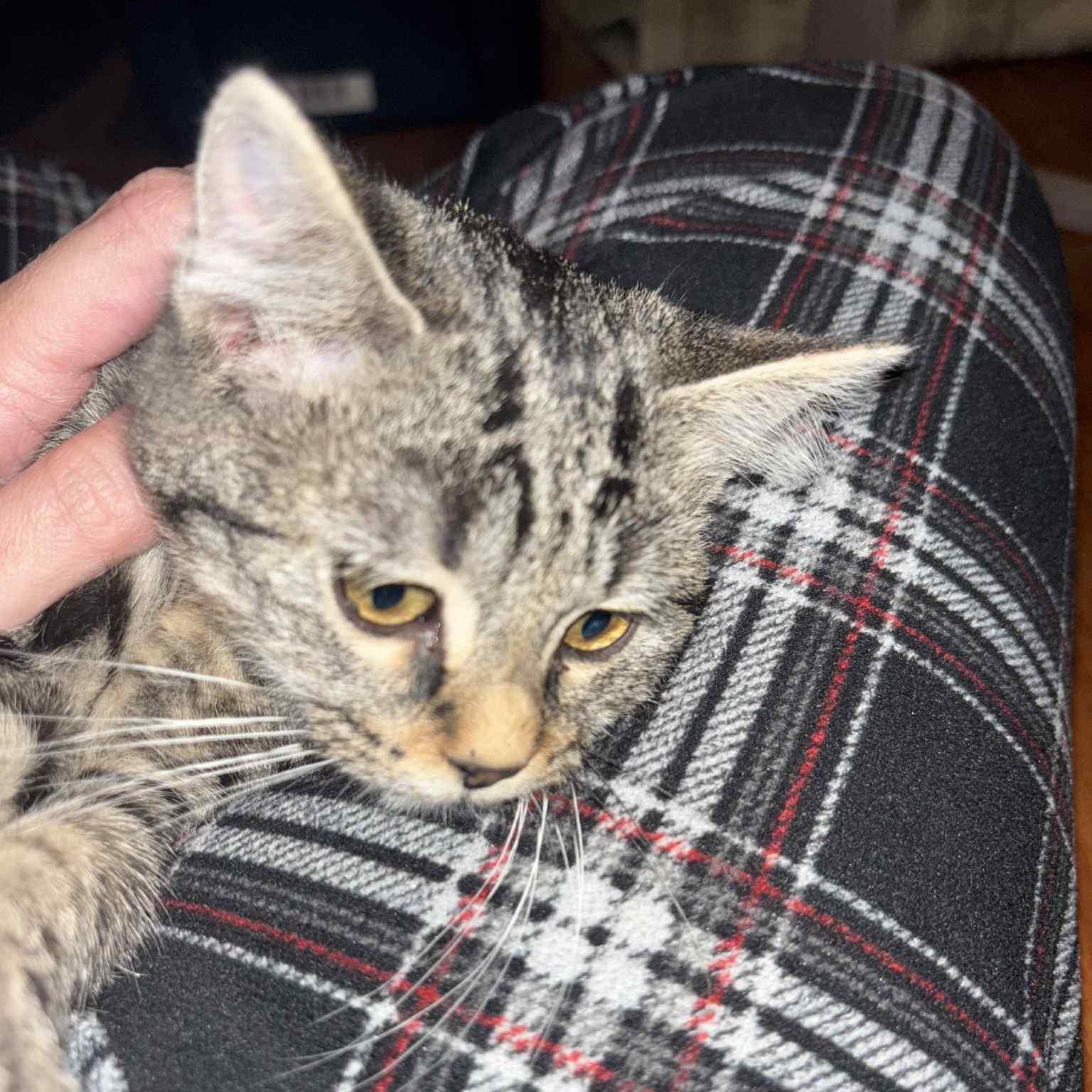 MISTY, an adoptable Tabby in Fletcher, OK, 73541 | Photo Image 6