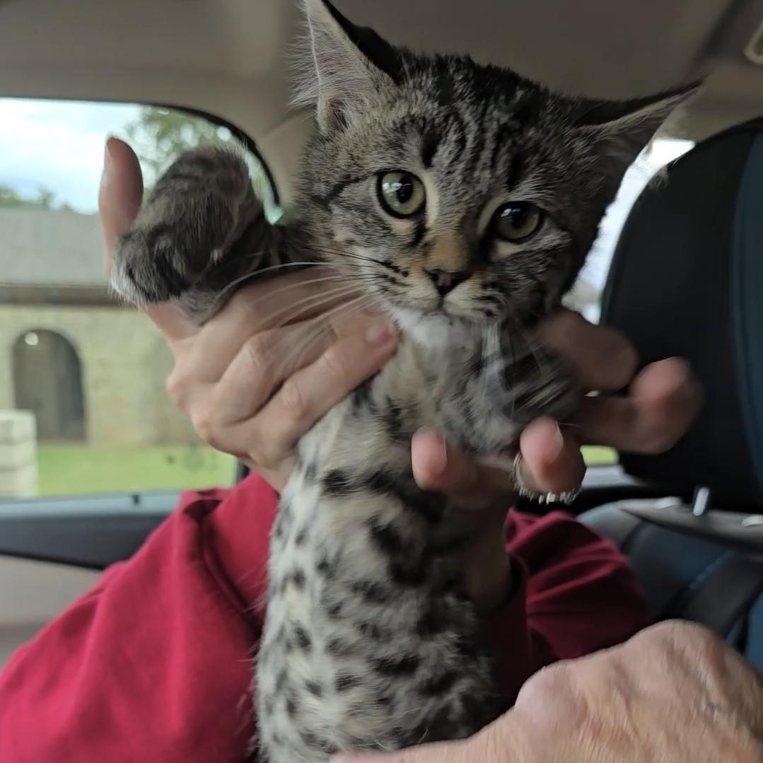 MISTY, Adoptable, Young Female Tabby.