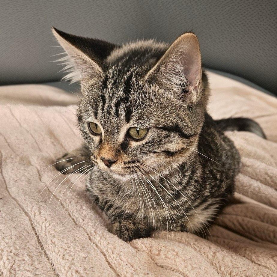 MISTY, a Adoptable Tabby in Fletcher, OK image 2/4