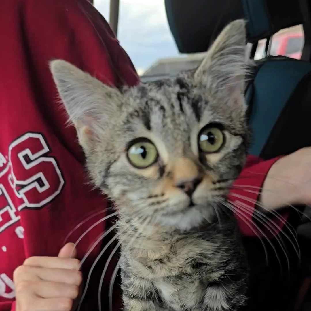 MISTY, an adoptable Tabby in Fletcher, OK, 73541 | Photo Image 5