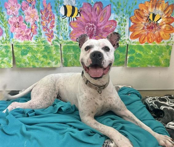 CHANCE, Adoptable, Adult Male Boxer & Mixed Breed.