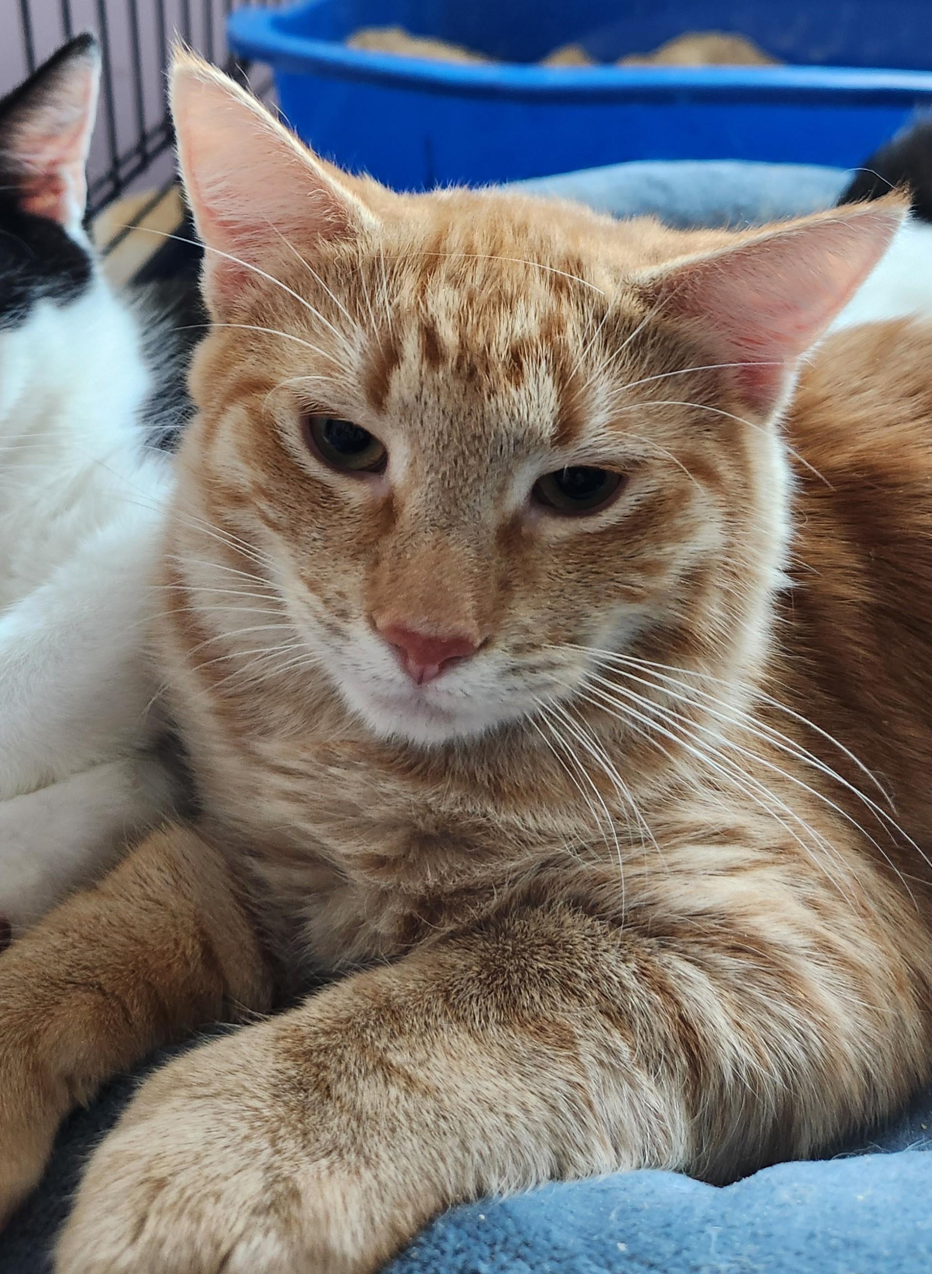 Enlarge Stewy, a Adoptable Domestic Short Hair in Peekskill, NY image 1/1