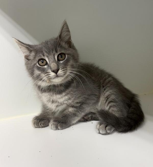 Enlarge Luigi ~ Available at PetSmart Warsaw, IN!!, a Adoptable Domestic Short Hair in Rochester, IN image 1/1