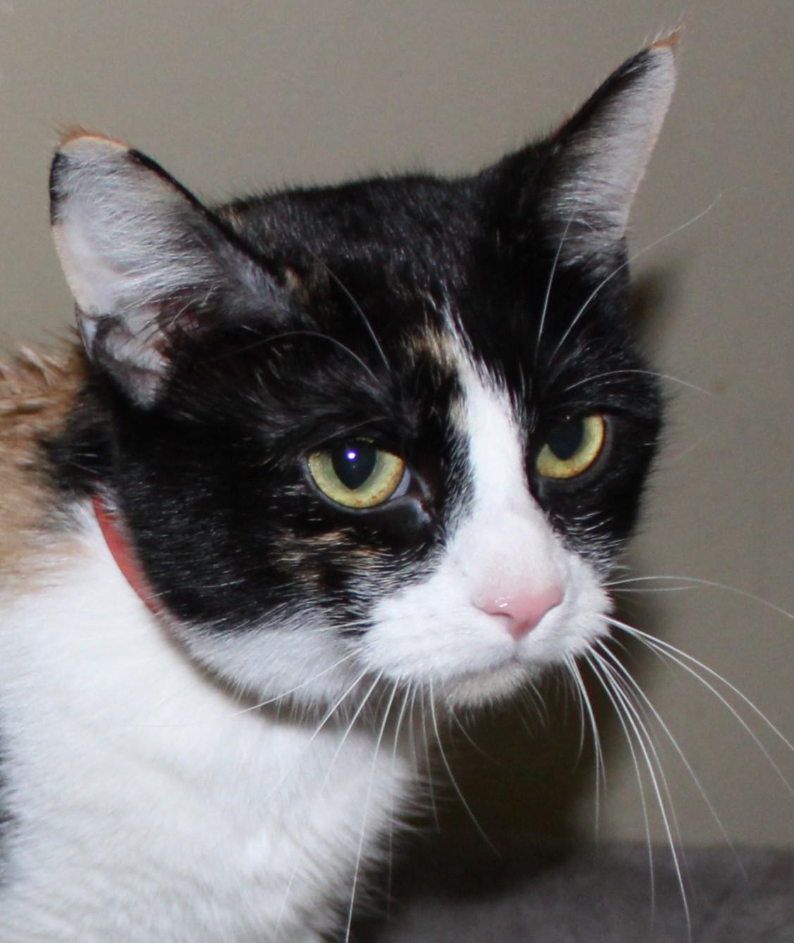 Enlarge Melody, a ADOPTABLE mixed breed in Huron, SD image 3/5