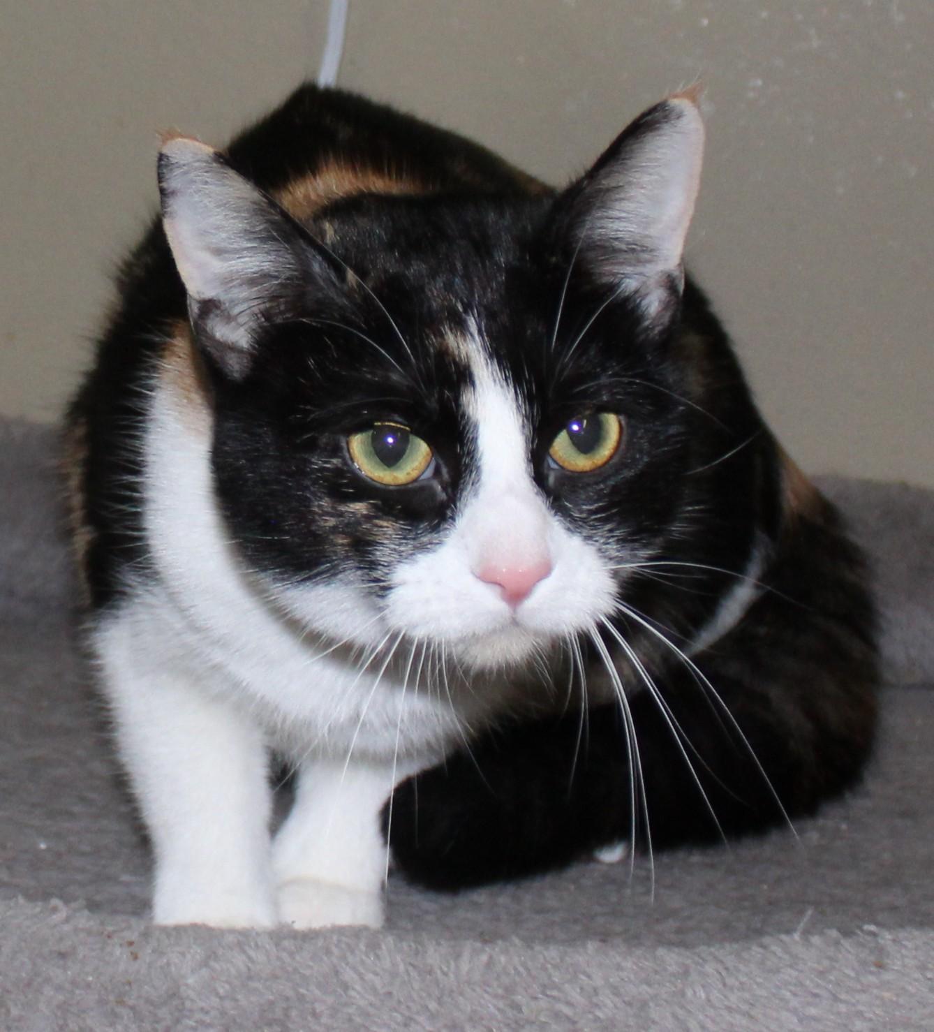 Enlarge Melody, a ADOPTABLE mixed breed in Huron, SD image 5/5