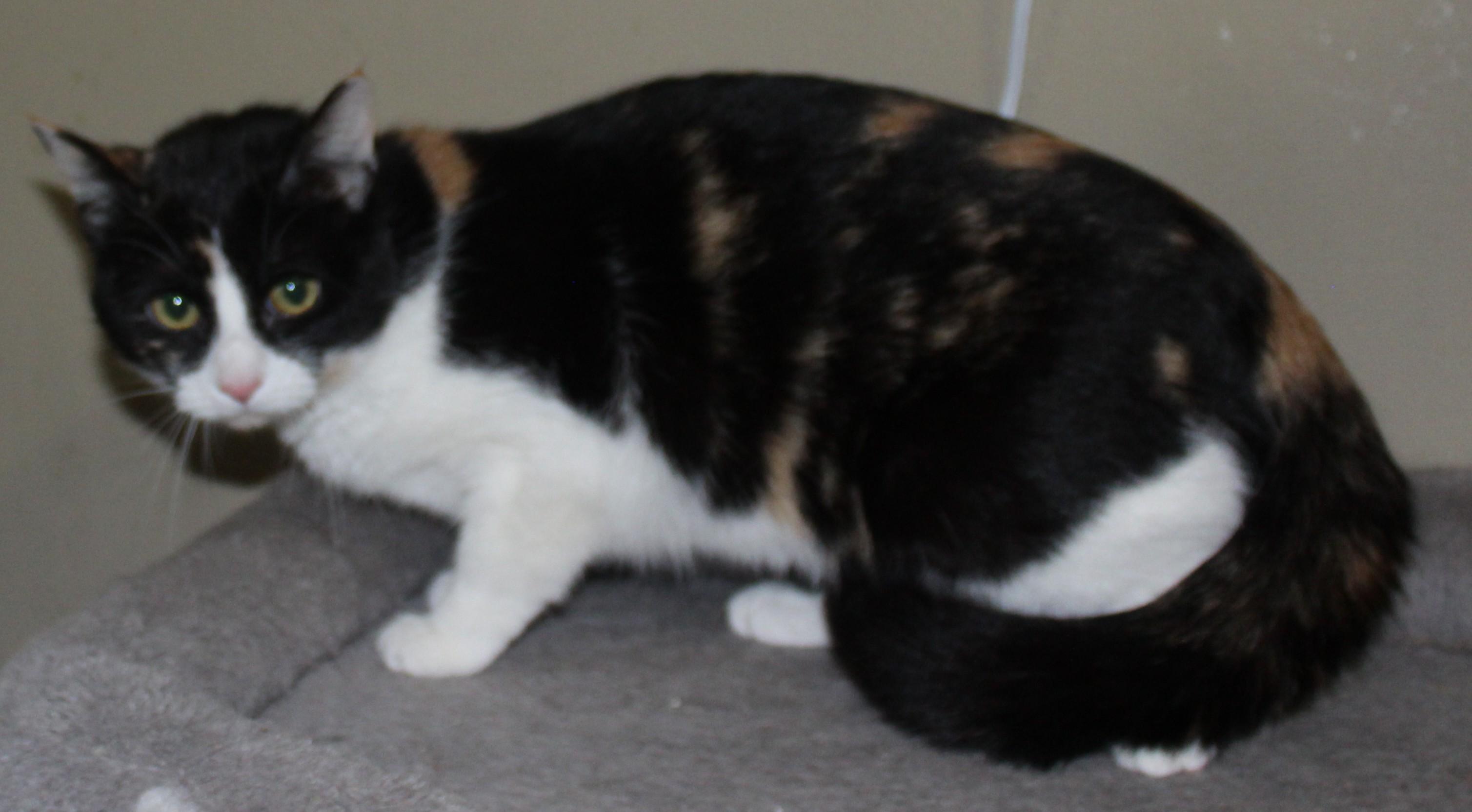 Enlarge Melody, a ADOPTABLE mixed breed in Huron, SD image 2/5