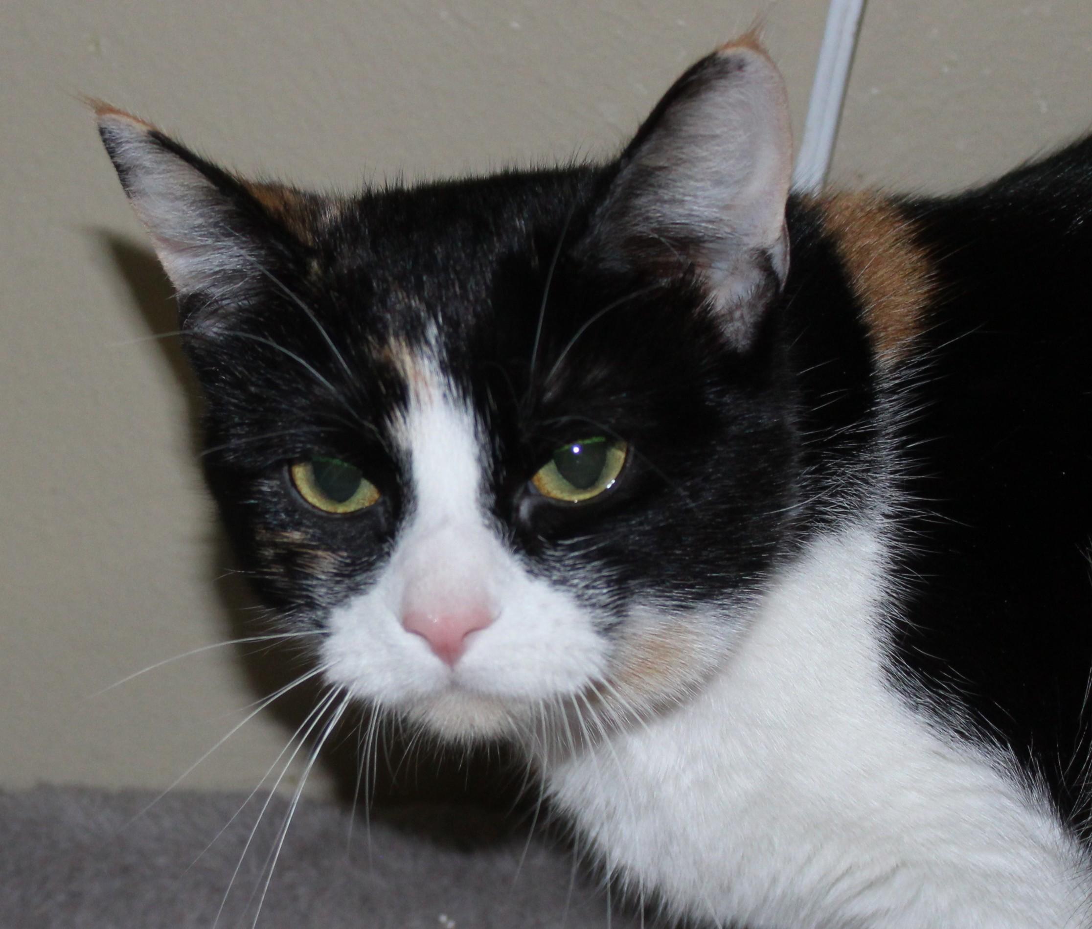 Enlarge Melody, a ADOPTABLE mixed breed in Huron, SD image 4/5
