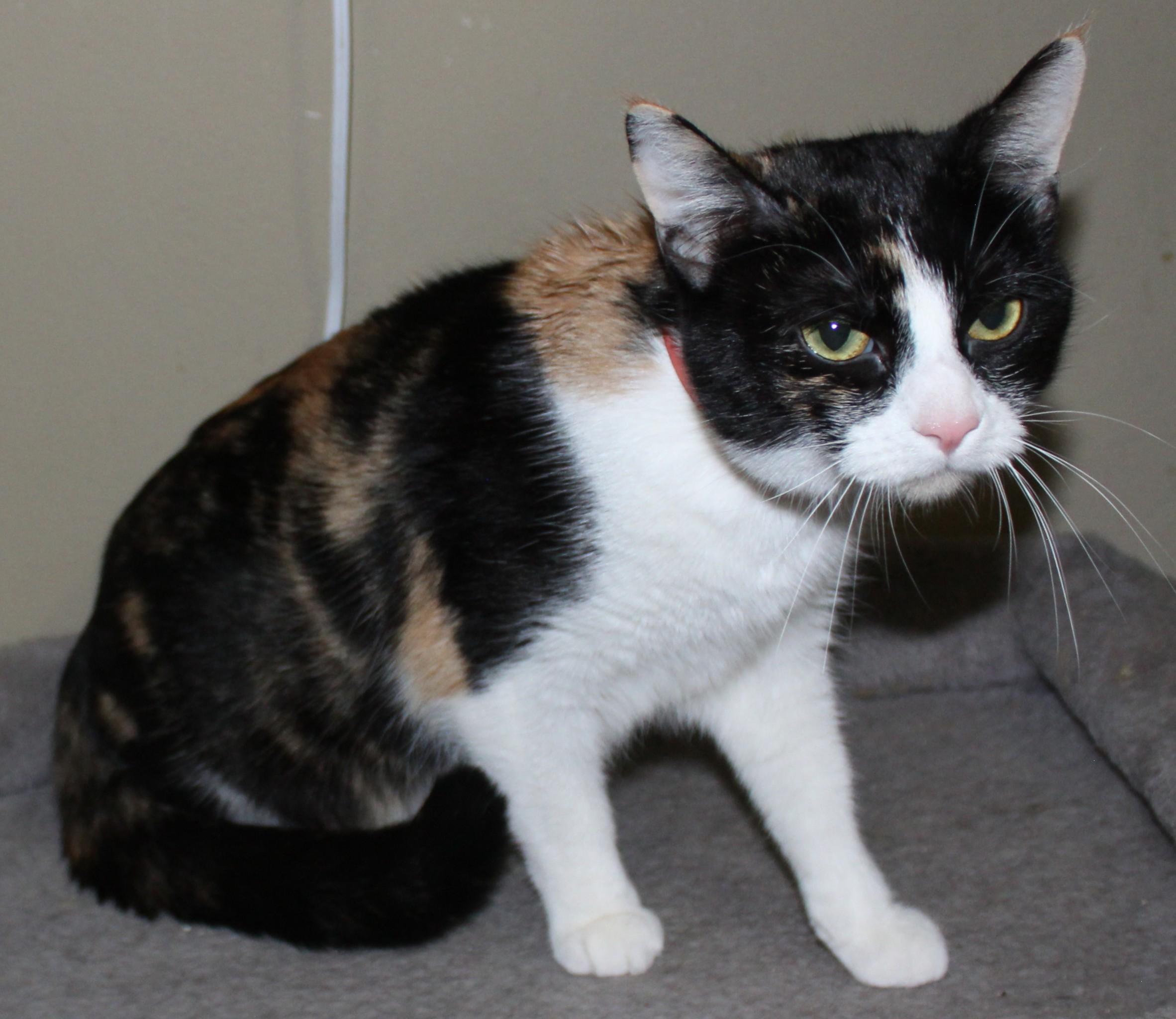 Melody, ADOPTABLE, Adult Female Domestic Short Hair.