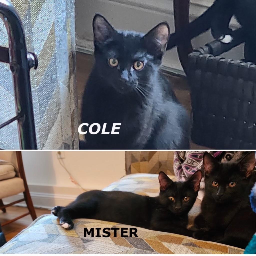 Courtesy Post-Cole and Mister, Adoptable, Adult Male Bombay.